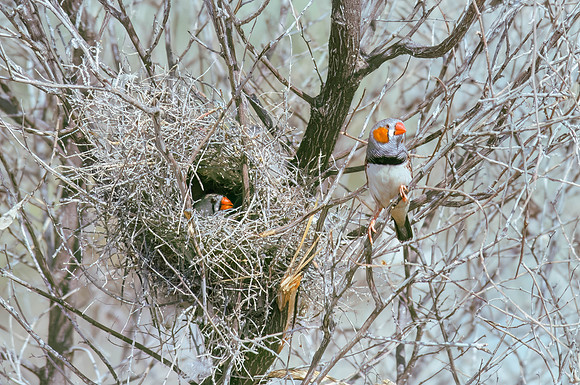 Zebra finches