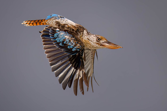 Blue-winged kookaburra