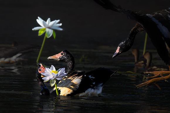 Magpie geese