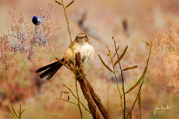 Fairy-wren in bushland