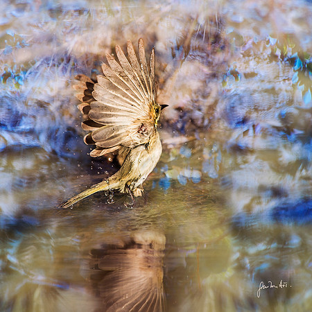 Honey-eater in waterhole