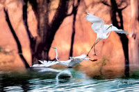 ALL BIRDS