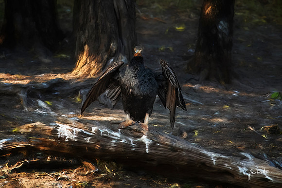 Cormoran